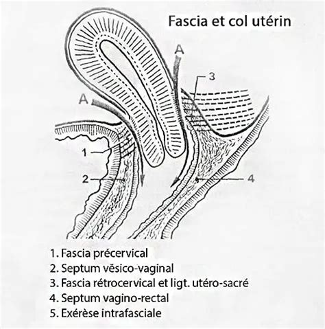 Fascia Et Col Ut Rin Dr Kara Zaitri M A