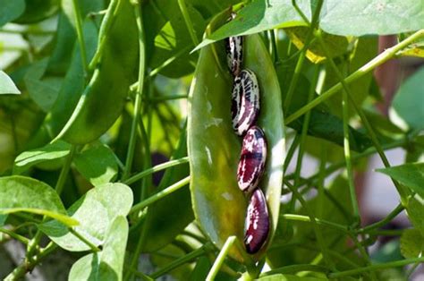 Christmas Pole Butterbean Lima Bean By Stonysoil Seed Company