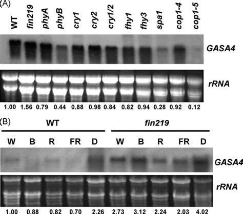 Rna Gel Blot Analysis Of The Expression Of Gasa In Light Signaling