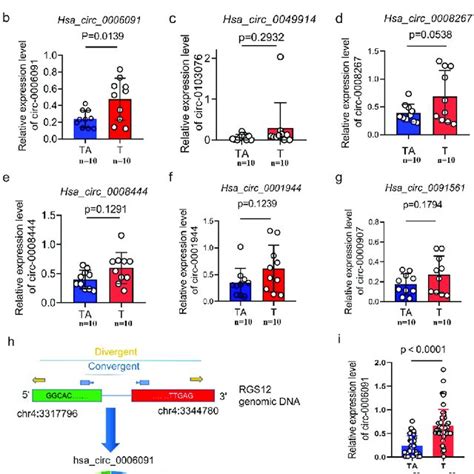 Hsa Circ 0006091 Was Considerably Upregulated In Hcc Tissues A The