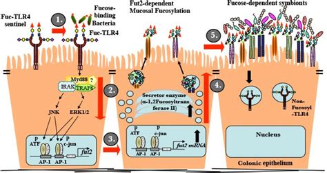 Frontiers Fucosylated Tlr4 Mediates Communication Between Mutualist