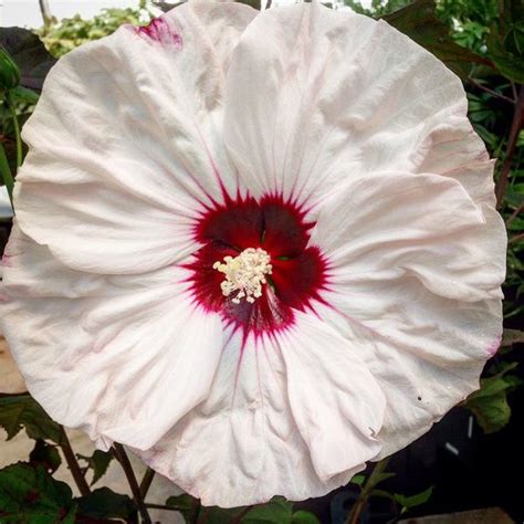 Hibiskus Ketmia Bagienny Bia Y Luna White Arena Pl