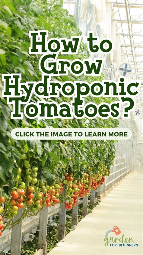 How To Grow Hydroponic Tomatoes In 2024 Hydroponic Tomatoes Growing