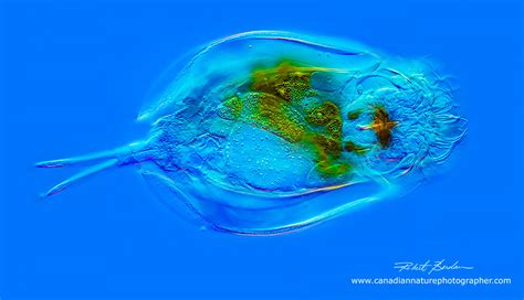 Rotifers Revisited Including Sessile And Colony Form Rotifers The