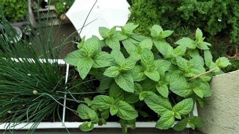 Pfefferminze Pflanzen Und Pflegen Im Garten Oder Auf Dem Balkon