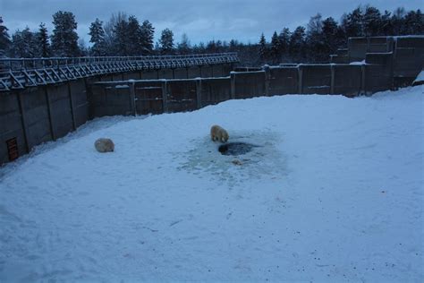 Ranua Wildlife Park - Polar Bear enclosure - ZooChat