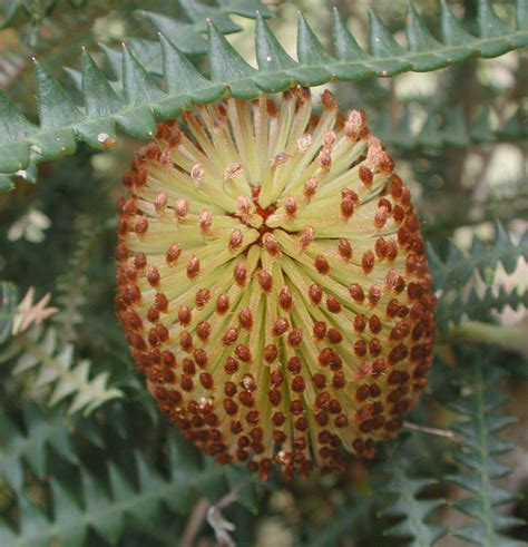 Flower Gallery :: Banksia :: AAAA7062