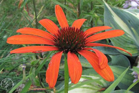 Echinacea Tiki Torch