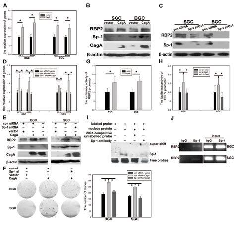 RBP2 Expression Induced By CagA Is Sp1 Dependent A And B RBP2 And