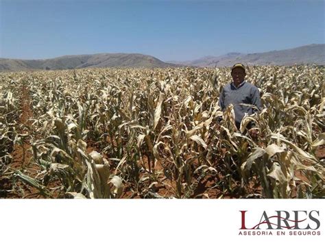 Seguros Para El Cultivo Lares El Sector Agrícola Influye De Forma Importante En La Seguridad