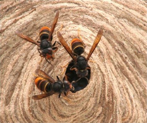 So You Think You Ve Seen An Asian Hornet Apha National Bee Unit