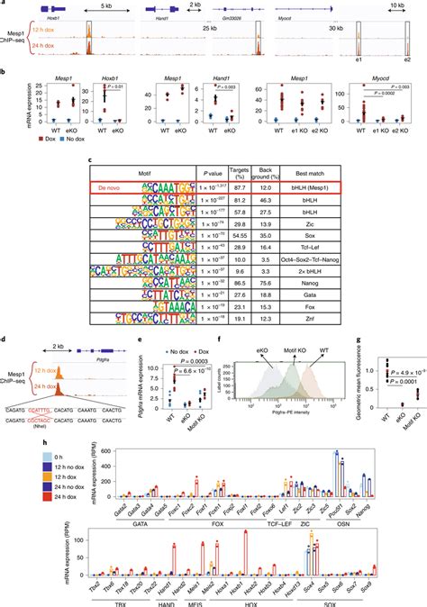 Characterization Of Mesp Bound Enhancers And Prediction Of Putative