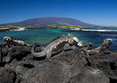 3 Types of Lava Flow You’ll See in the Galapagos | Latin Roots Travel