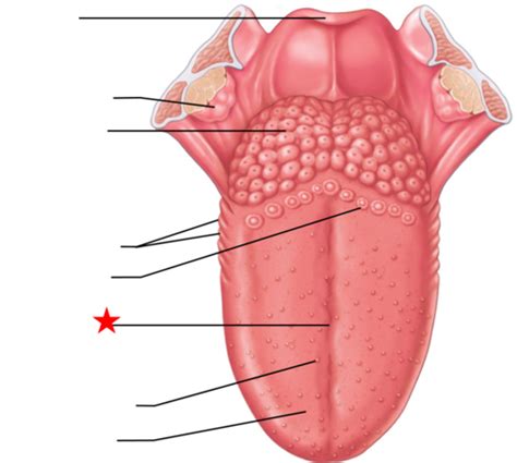 Anatomy Articulation LEC 4 Tongue Int Ext Muscles TMJ Flashcards