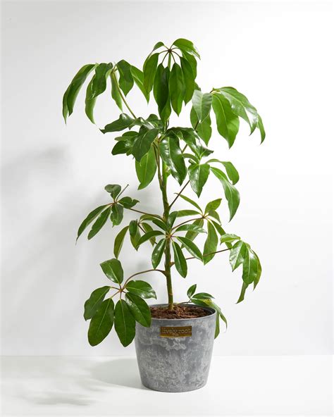 Australian Umbrella Tree Large Plant Delivery Lively Root