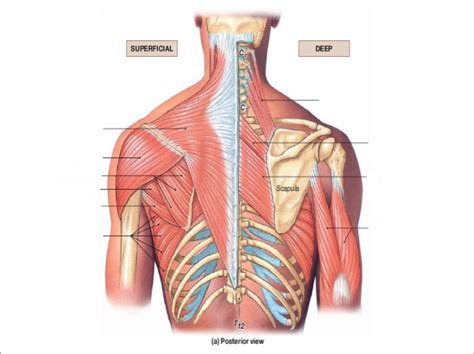 Muscles Of The Scapula Diagram Quizlet