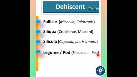 Dehiscent vs Indehiscent Dry Fruits | Morphology of Flowering Plants Class 11 | KVS PGT BIOLOGY ...