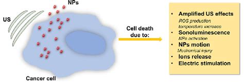 Summary of possible mechanisms to explain the cytotoxicity arising from... | Download Scientific ...