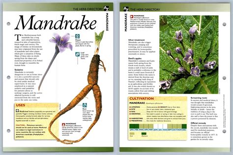 Mandrake Directory Secret World Of Herbs Fact File Card