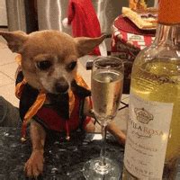 Drunk Dog GIFs - Find & Share on GIPHY