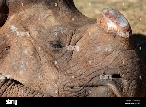 Endangered Horn Rhino Rhinoceros And Baby Stock Photo Alamy