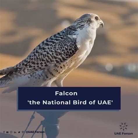 UAE Forsan on Twitter: "#Falcon 'the national bird of the #UAE' https ...