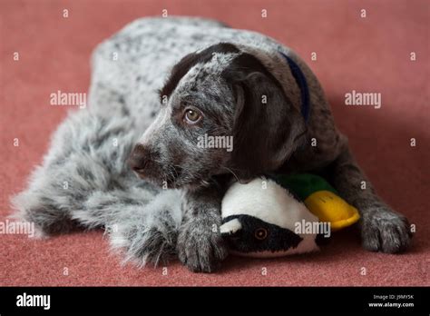 A Playful German Wirehaired Pointer Puppy Stock Photo Alamy