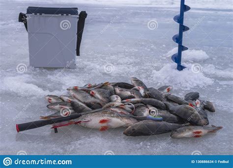 Invierno Del Hielo Que Pesca Concepto Encarame Los Pescados En Nieve