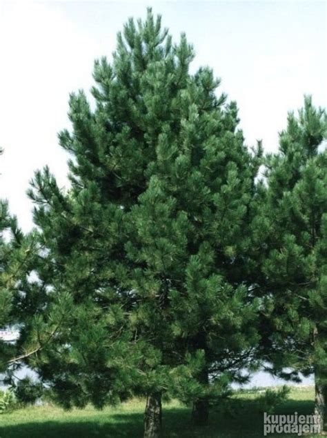 Pinus Nigra Crni Bor Kupujemprodajem