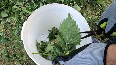 The Secret Ingredient to a Healthy Garden: Plants Will Grow 5 Times ...