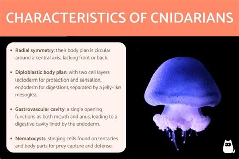 Types Of Cnidarians What They Are Examples Characteristics And