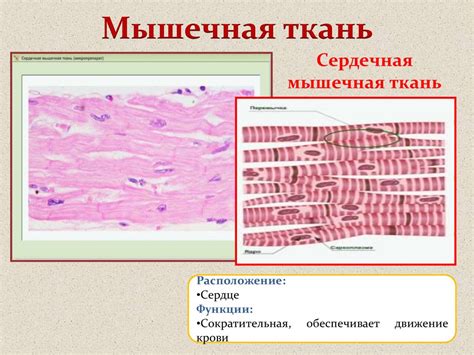 Ткани организма человека - презентация онлайн