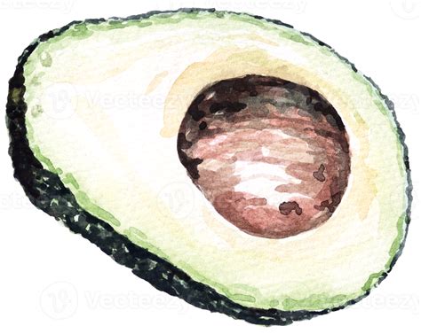 Watercolor Vegetable Avocado Vegetarian Fruits Half Avocado Slices Of