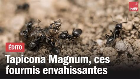 Tapinoma Magnum Ces Petites Fourmis Envahissantes Allo Trends