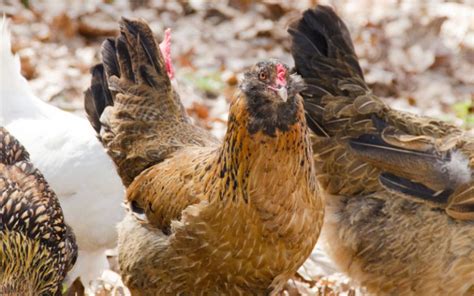 Ameraucana Chickens Breed Profile And Facts Learnpoultry