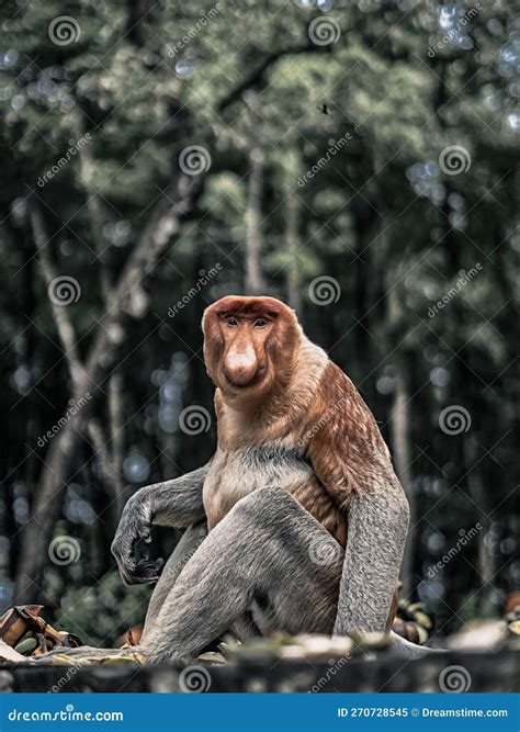 Long Nosed Monkey Bekantan Stock Image Image Of Distinguishes