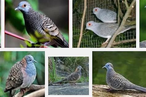 10 Tips Cermat Memilih Burung Perkutut Ombyokan Yang Bagus Dan Rajin