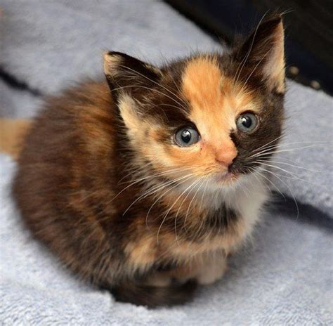 17 Best images about Calico kittens on Pinterest | Calico cats, Cats ...