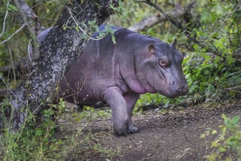 African Hippopotamus South Africa Stock Image Image Of African