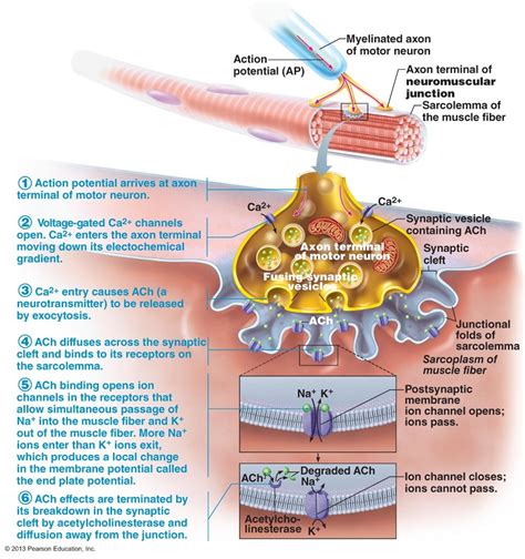 Motor Neuron Nmj Diagram Quizlet