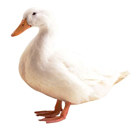 White Duck Pure Silhouette Transparent PNG