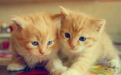 Fonds d écran chatons Furry deux chats 2560x1600 HD image