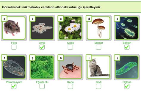 S N F Mikroskobik Canl Lar Konu Anlat M Zeti Al Ma Ka D