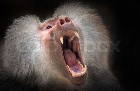 Papio hamadryas or the baboon roars with its mouth open, sharp teeth ...