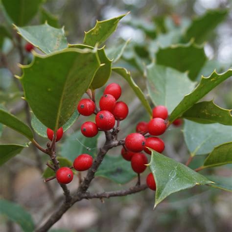 Dwarf American Holly Ilex Opaca Maryland Dwarf Natural Lands