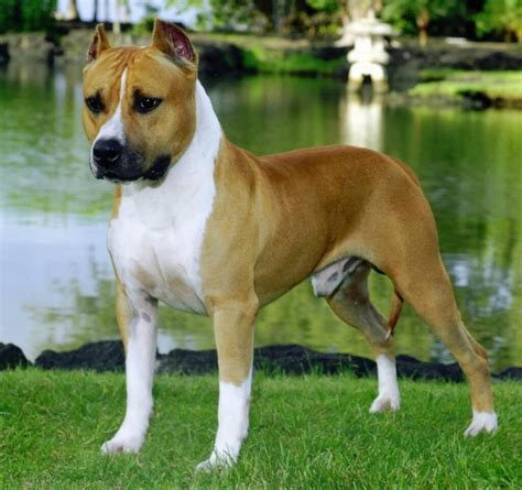 American Staffordshire Terrier Terriers Tipo Bull Razas Estados Unidos