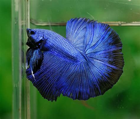 1000+ images about Fish on Pinterest | Auction, Photo black and ...