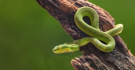 O Que Significa Sonhar Cobra Veja V Rias Interpreta Es