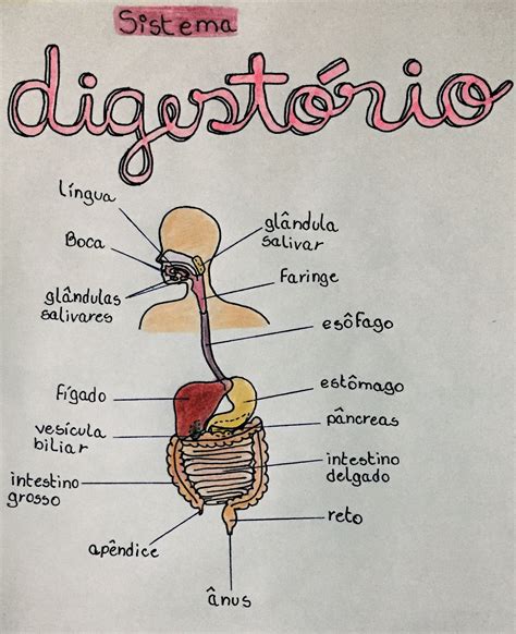 Sistema Digestivo Para Desenhar RETOEDU