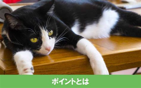 新築一戸建てで猫と暮らすためのポイントとは？部屋ごとの注意点も解説｜海老名市の新築戸建て、マンションの仲介手数料無料物件をご紹介｜大樹不動産